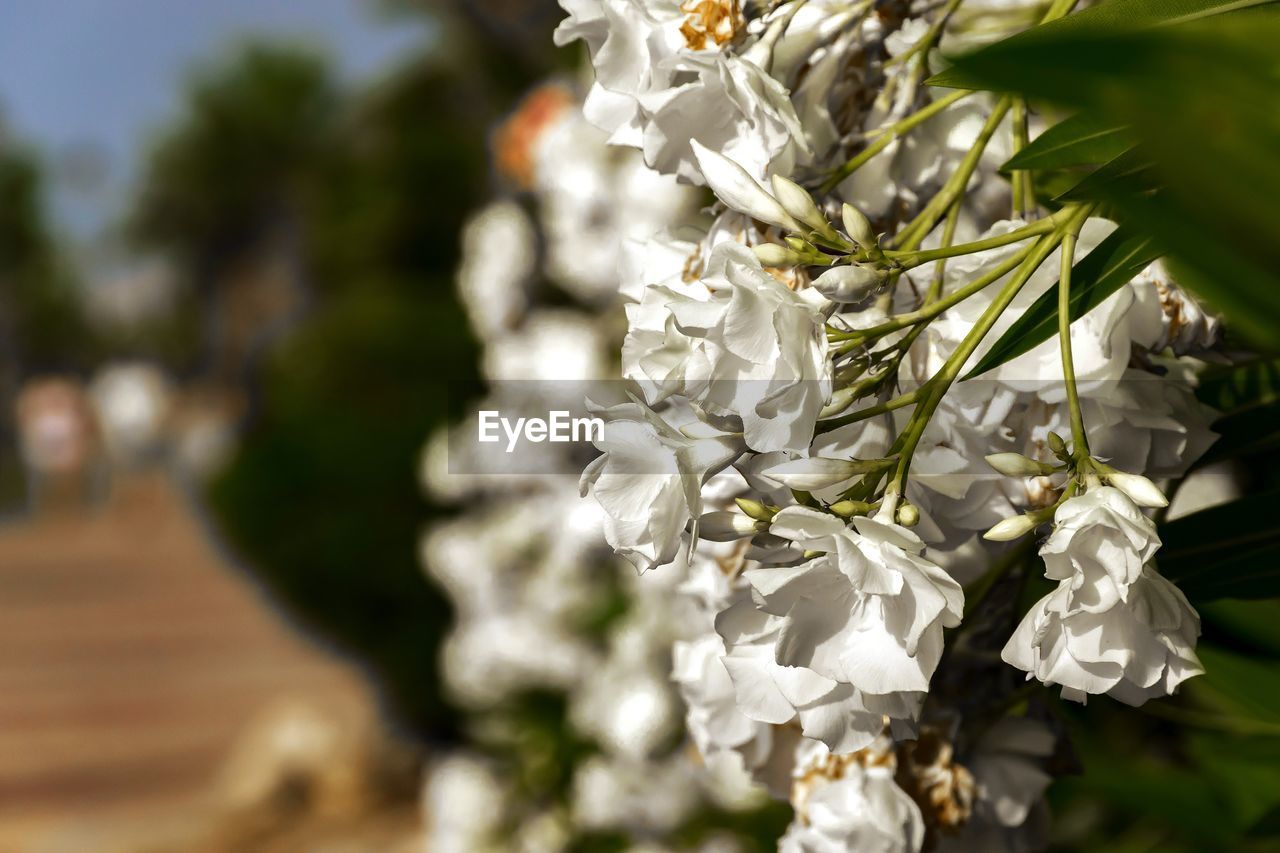 CLOSE-UP OF FLOWERING PLANT