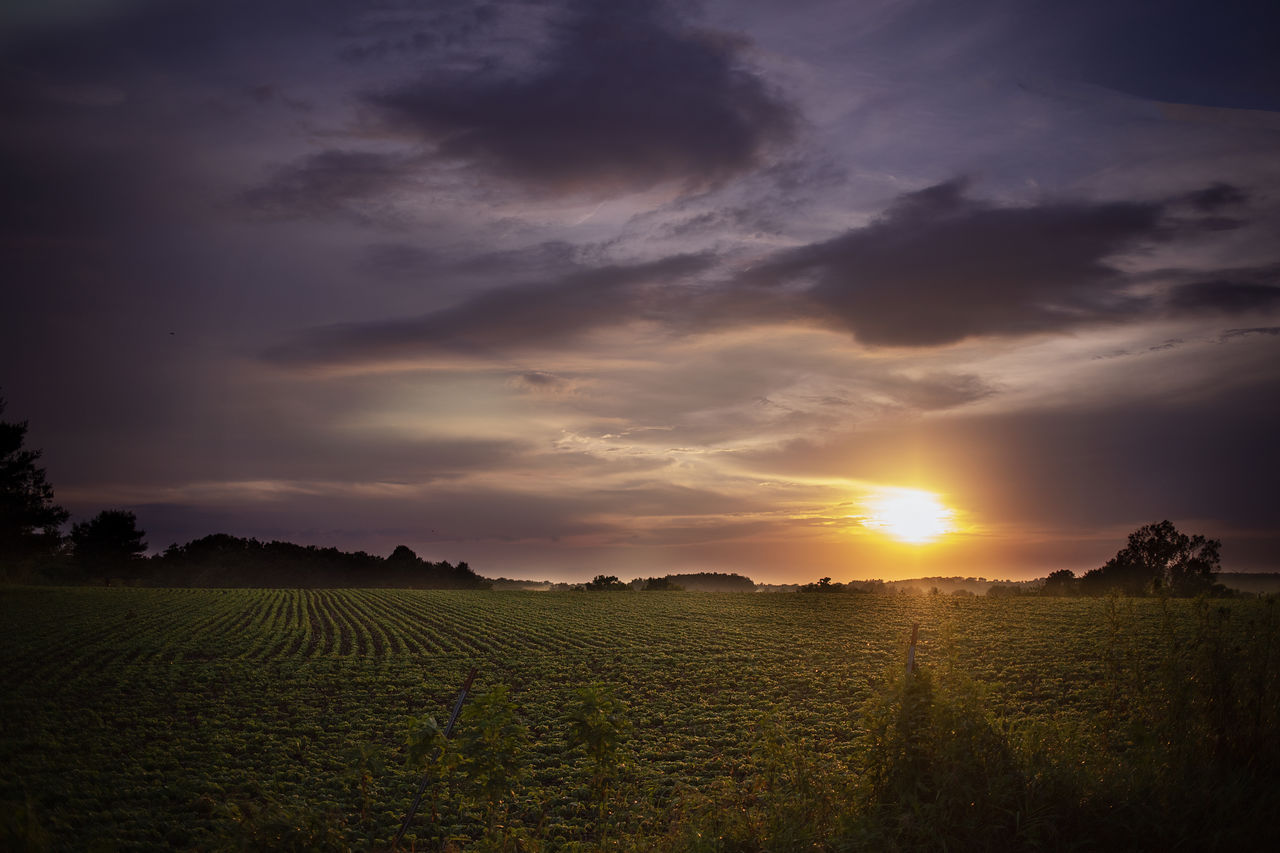 SCENIC VIEW OF AGRICULTURAL FIELD AGAINST SKY AT SUNSET