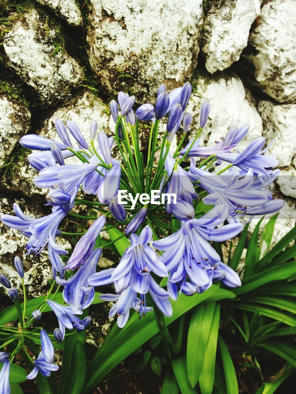 CLOSE-UP OF PURPLE FLOWERS BLOOMING