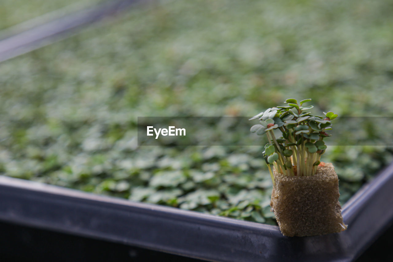 CLOSE-UP OF POTTED PLANT ON POT