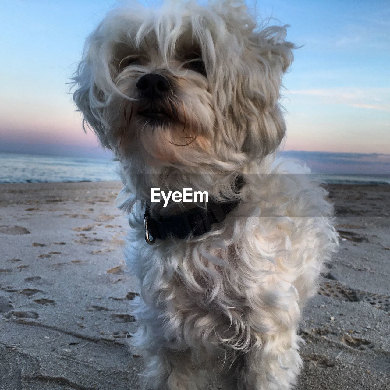 CLOSE-UP OF DOG ON BEACH