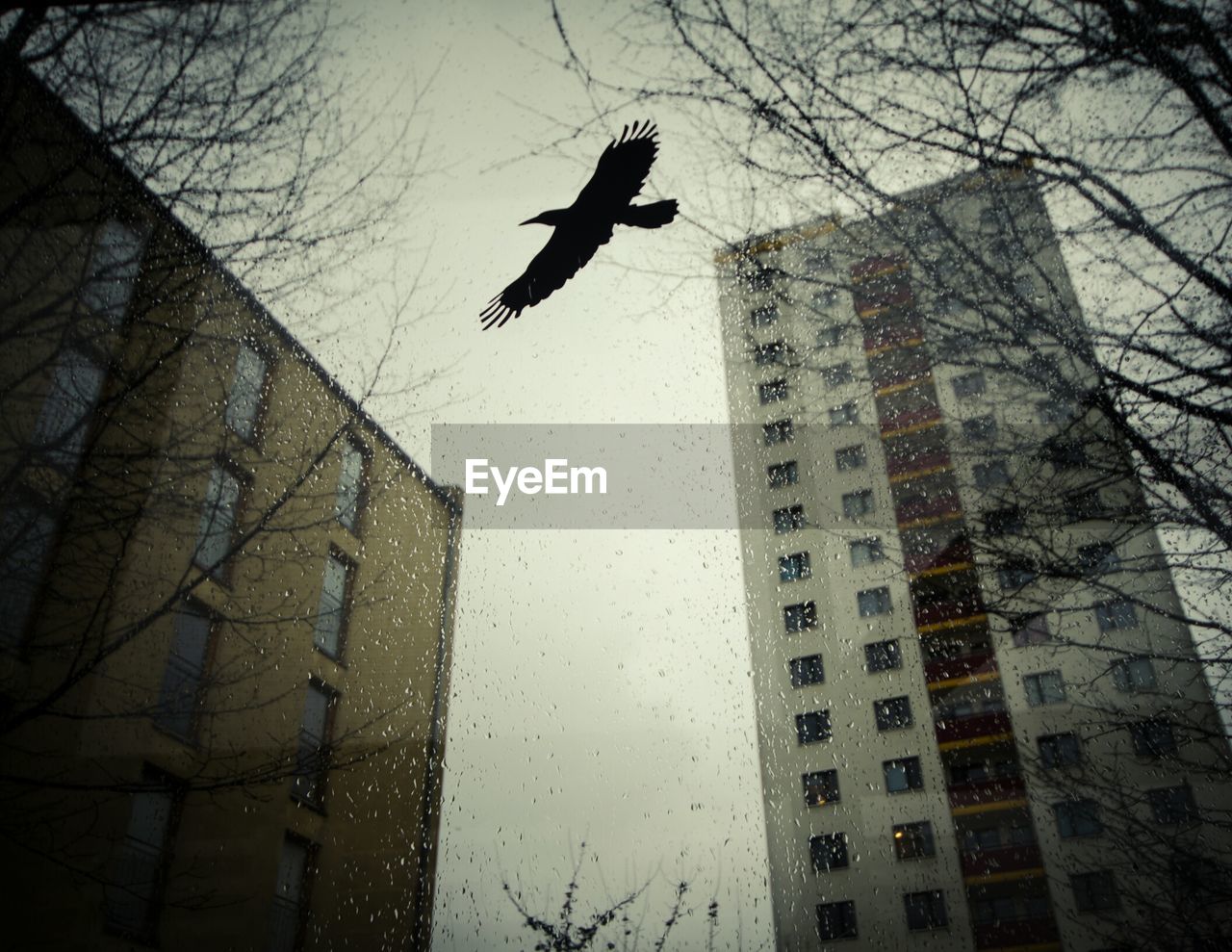 Low angle view of bird flying against buildings