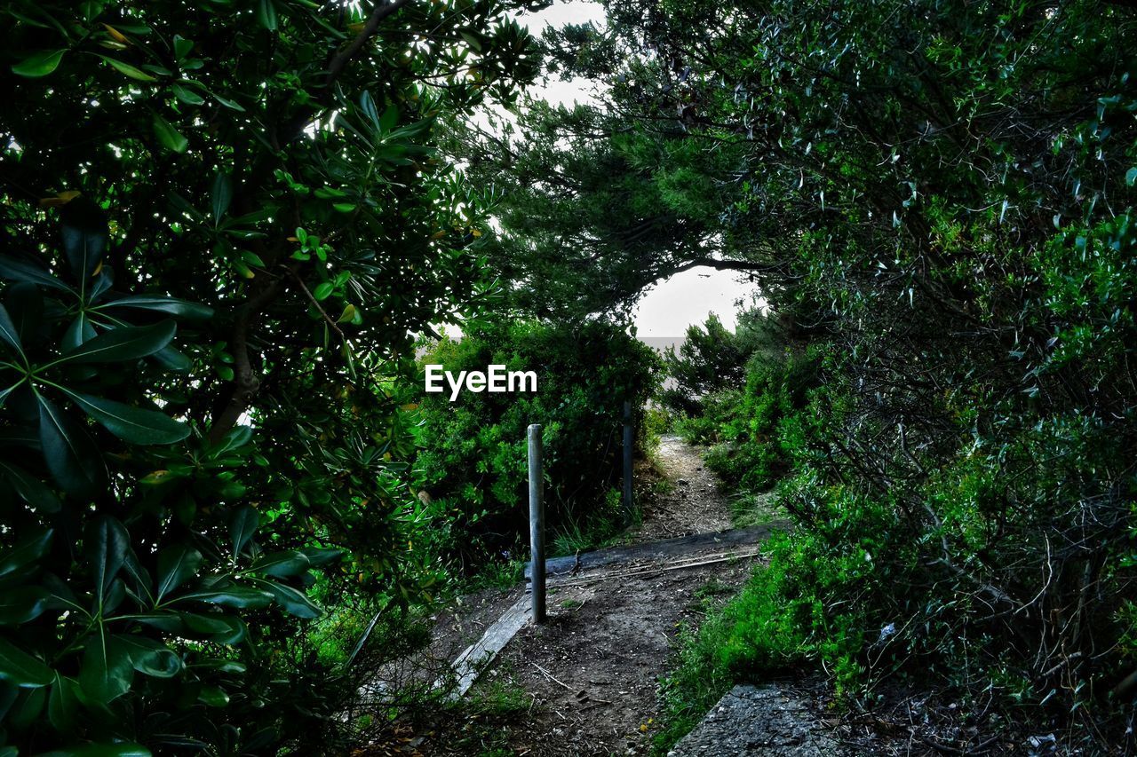 TREES GROWING IN FOREST