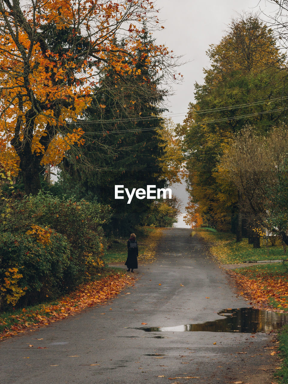 Rear view of woman walking on road amidst trees during autumn