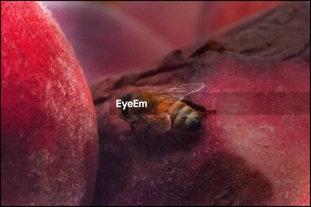 CLOSE-UP OF INSECT ON A RED