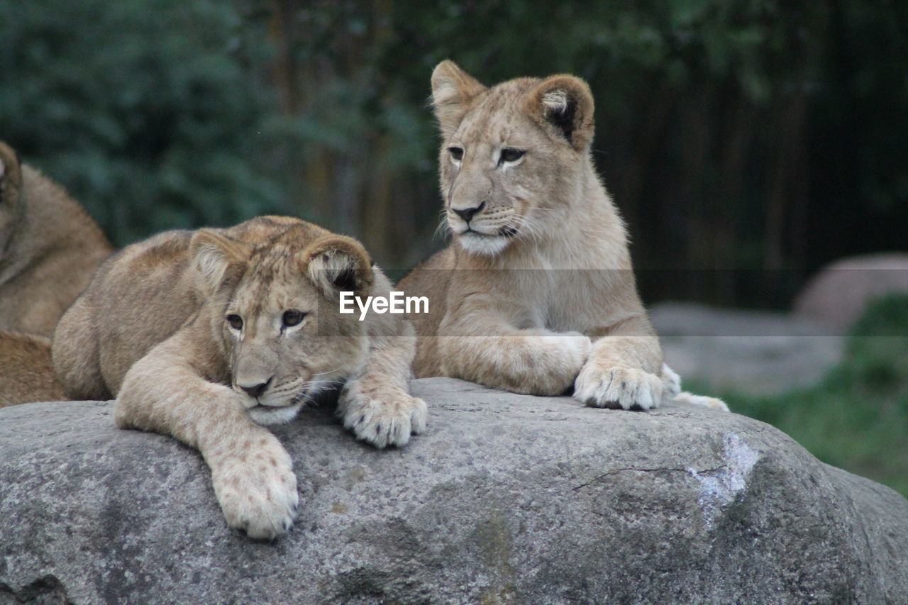 View of young lion on rock