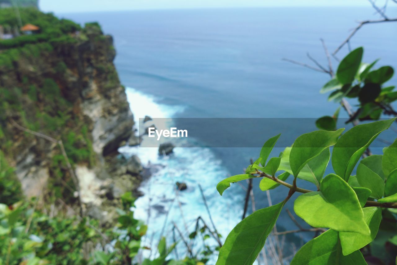 Close-up of plant over cliff and sea