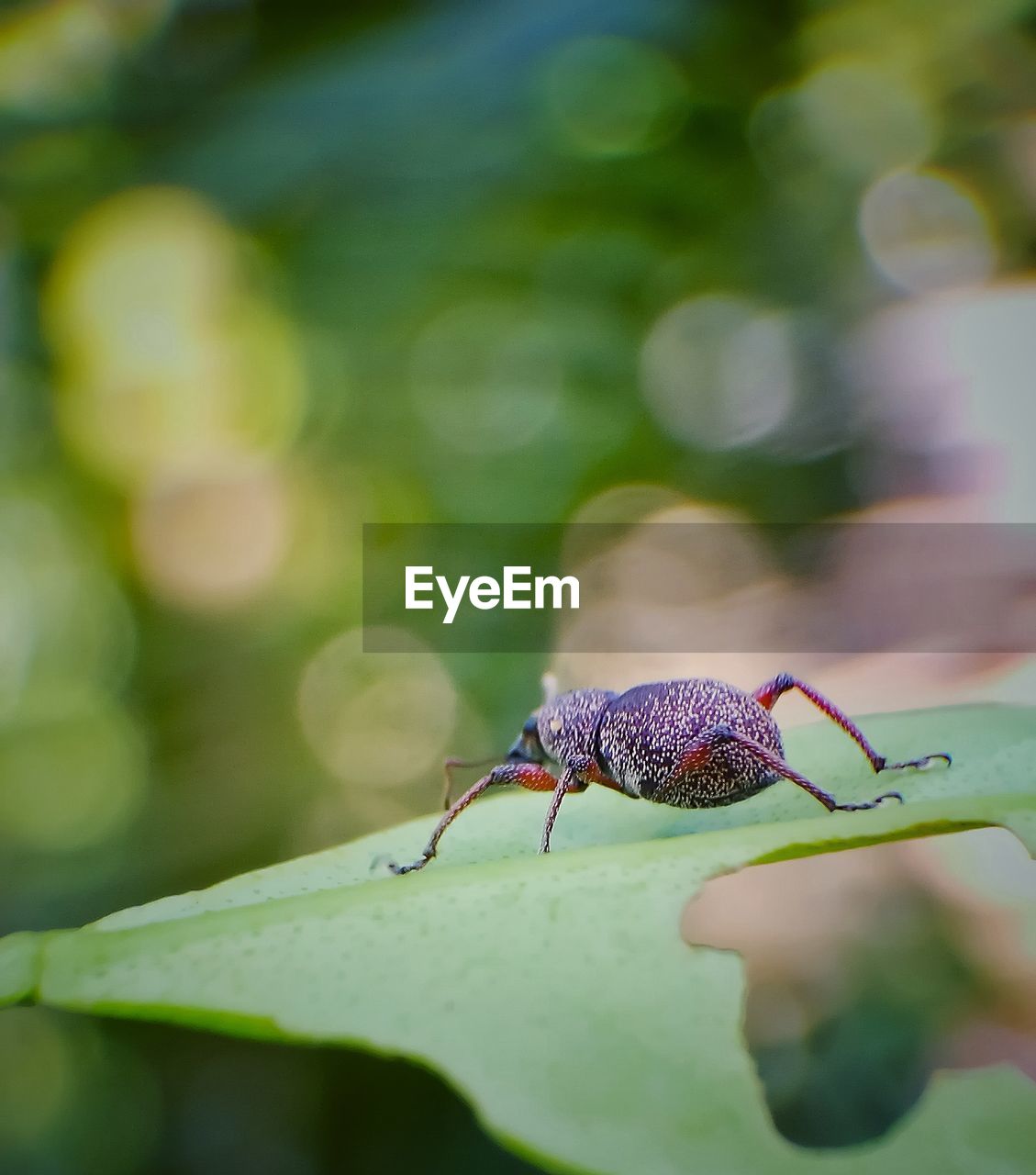 CLOSE-UP OF LADYBUG ON LEAF