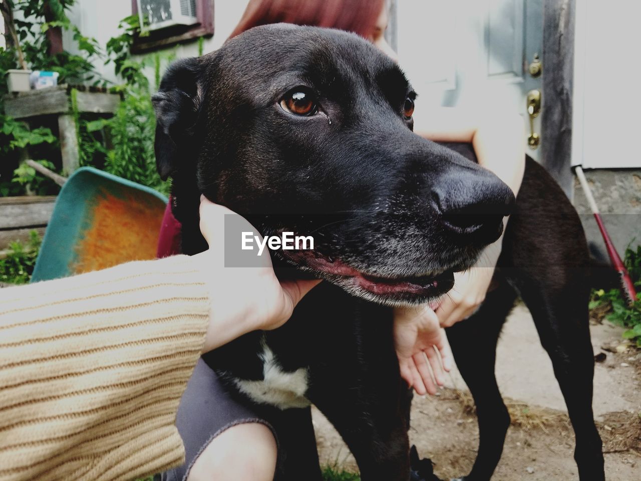 CLOSE-UP OF BLACK DOG SITTING ON FLOOR