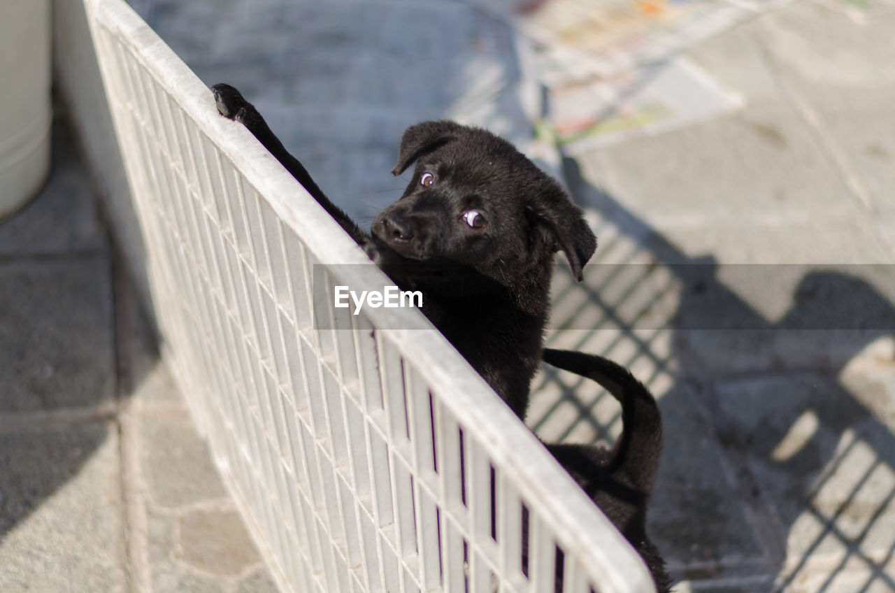 CLOSE-UP OF DOG WITH MOUTH OPEN