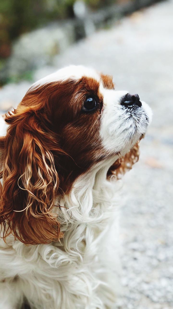 CLOSE-UP OF DOG STICKING OUT TONGUE OUTDOORS