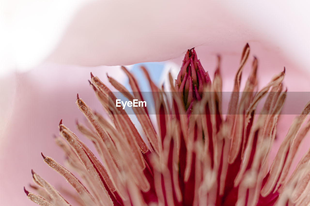 Close-up of magnolia flowering plant