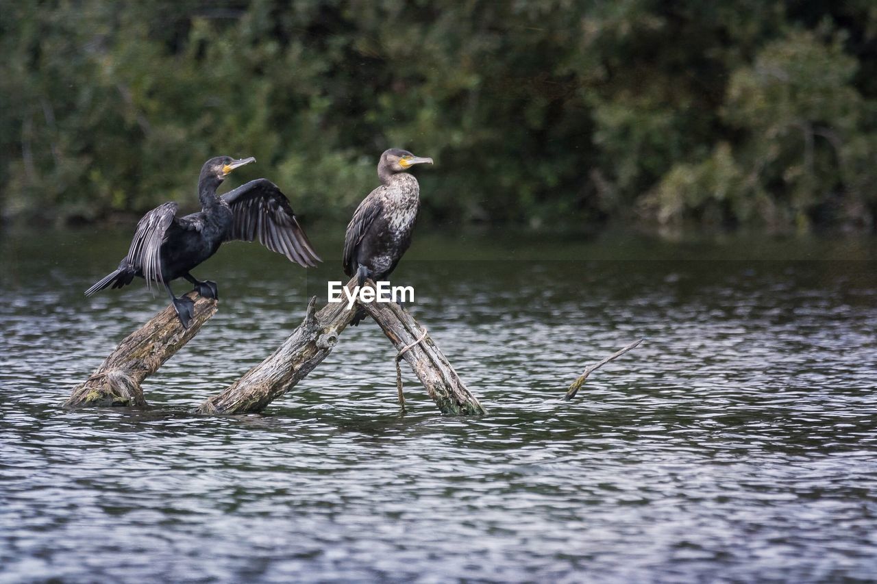 Cormorants perching on wood in lake