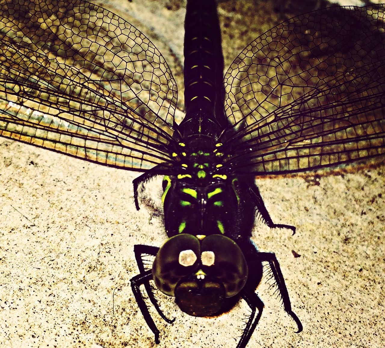 Close up of dragonfly