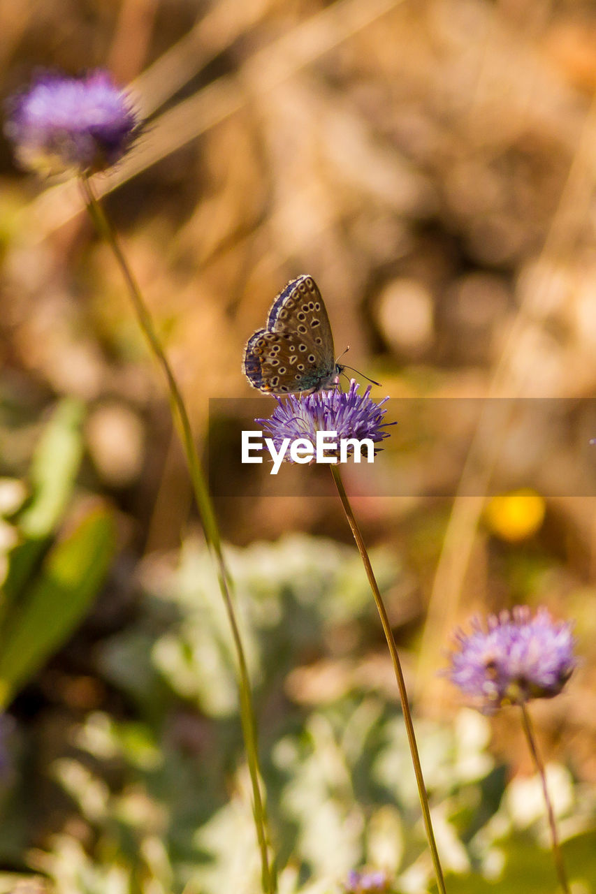 CLOSE-UP OF BUTTERFLY ON PURPLE FLOWERING PLANT