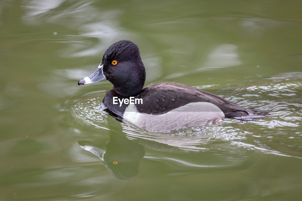 High angle view of a ring necked duck swimming in lake