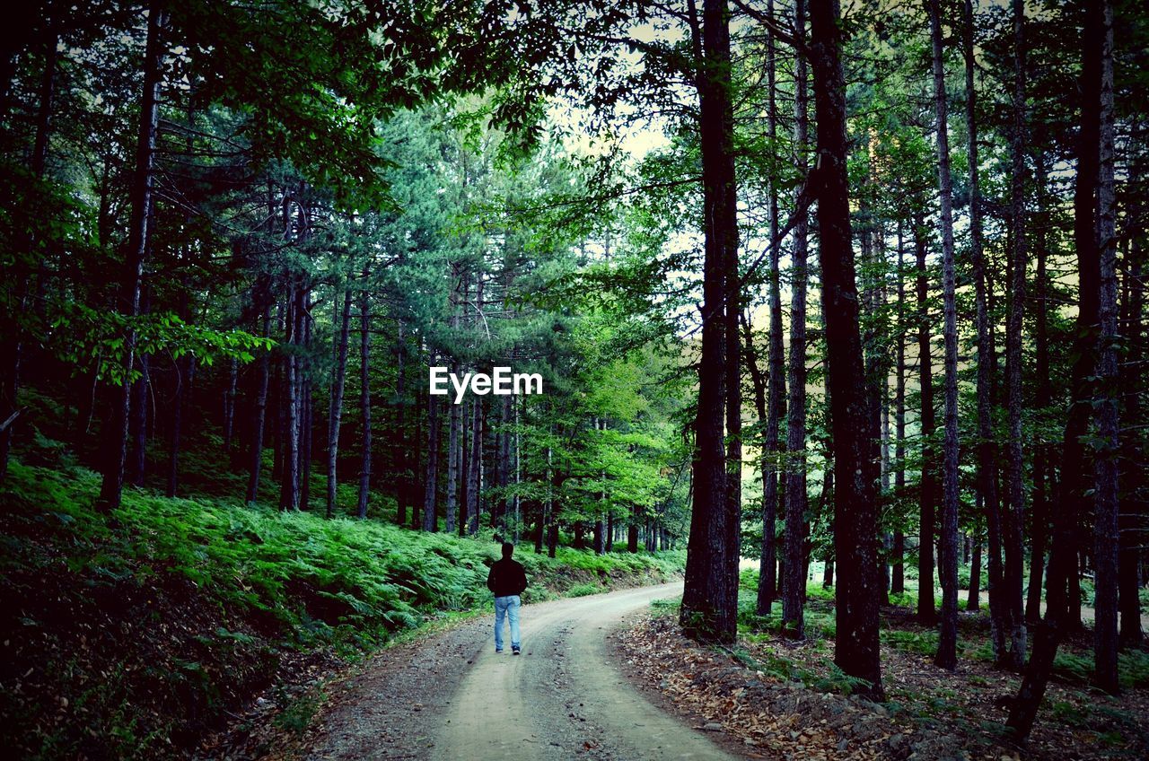 Rear view of man walking on road amidst trees in forest