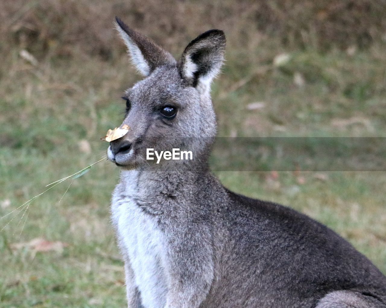 Close-up of kangaroo