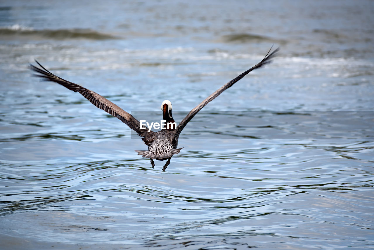 BIRD FLYING IN A LAKE