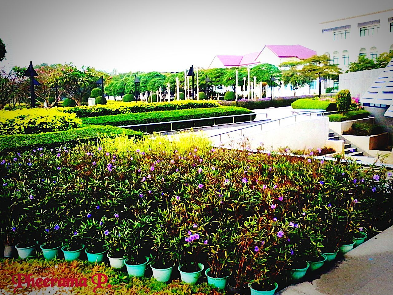 VIEW OF PLANTS IN GARDEN