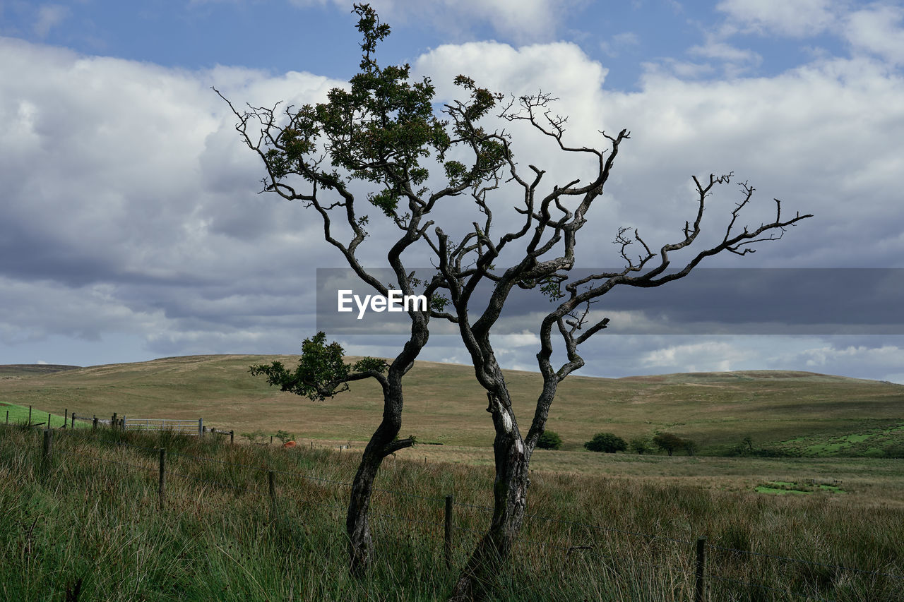 VIEW OF TREE ON FIELD AGAINST SKY