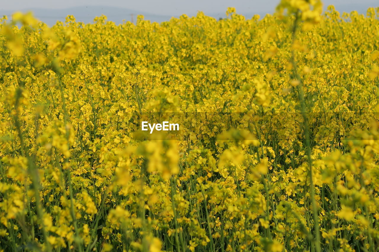 Scenic view of oilseed rape field