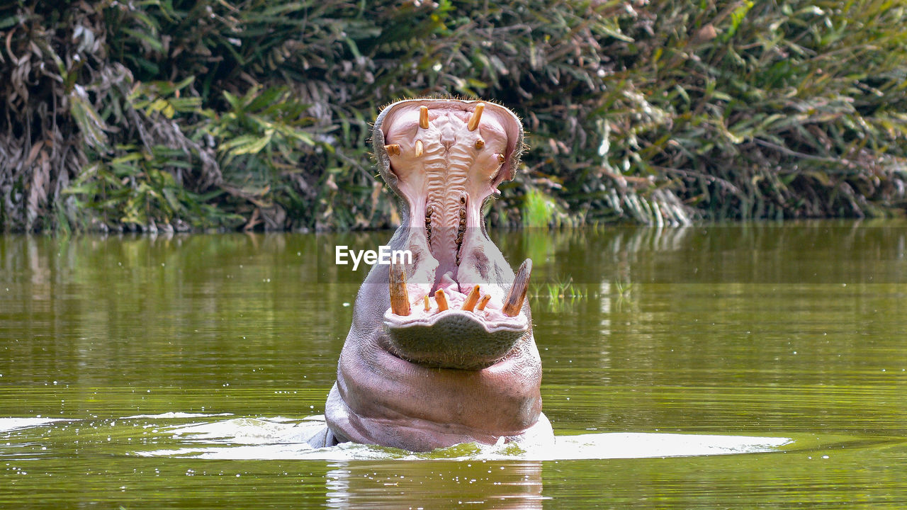 Close-up of hippopotamus with open mouth in lake
