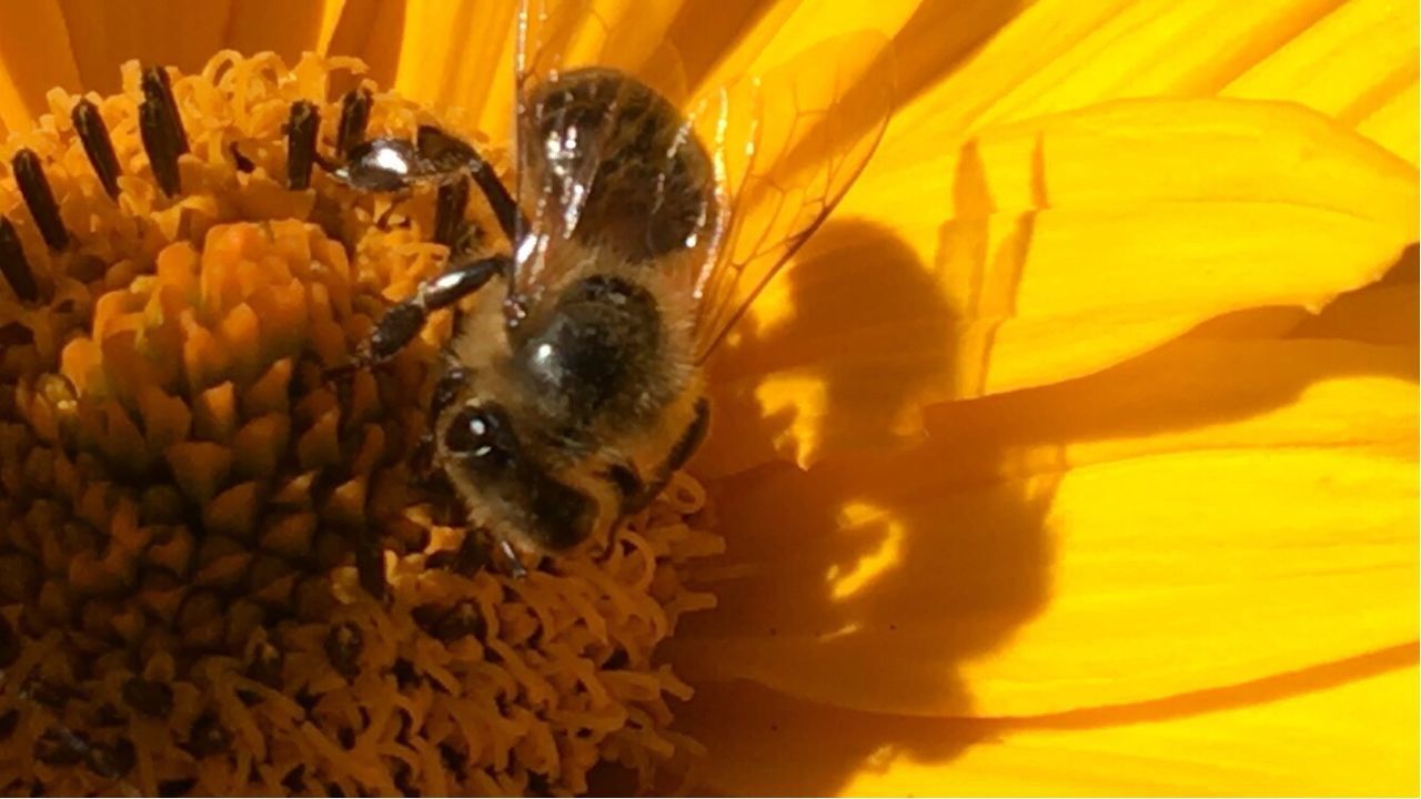 CLOSE-UP OF BEE POLLINATING ON YELLOW FLOWER