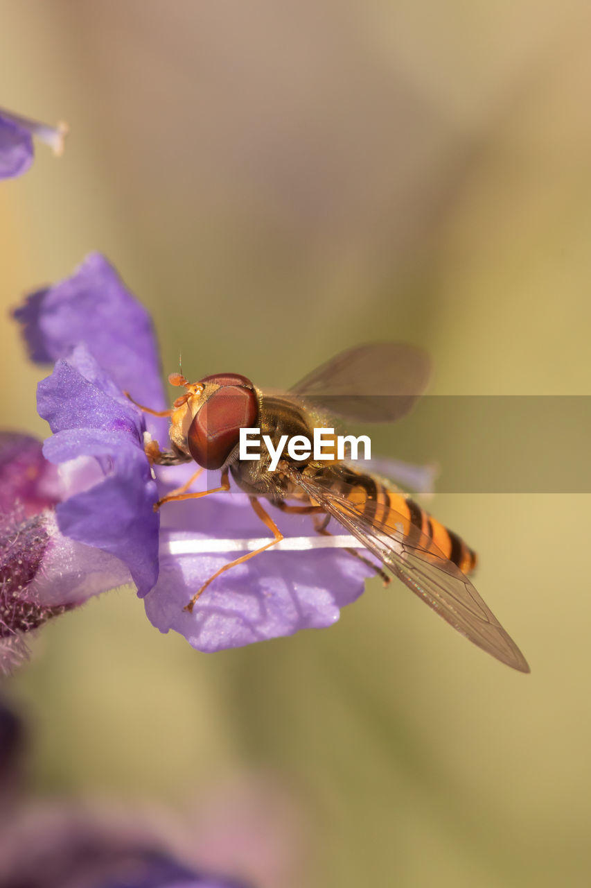 Close-up of hoverfly on purple flower