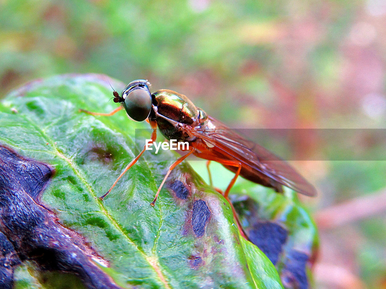 Twin-spot centurion fly . dungwaffenfliege - sargus bipunctatus