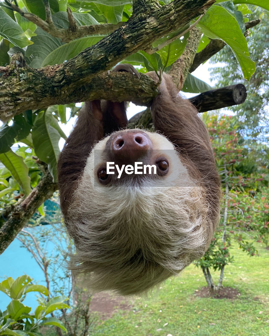 animal themes, animal, plant, one animal, tree, wildlife, mammal, sloth, animal wildlife, looking at camera, portrait, nature, branch, no people, animal body part, leaf, plant part, koala, outdoors, day, three-toed sloth, zoo, animal head, cute