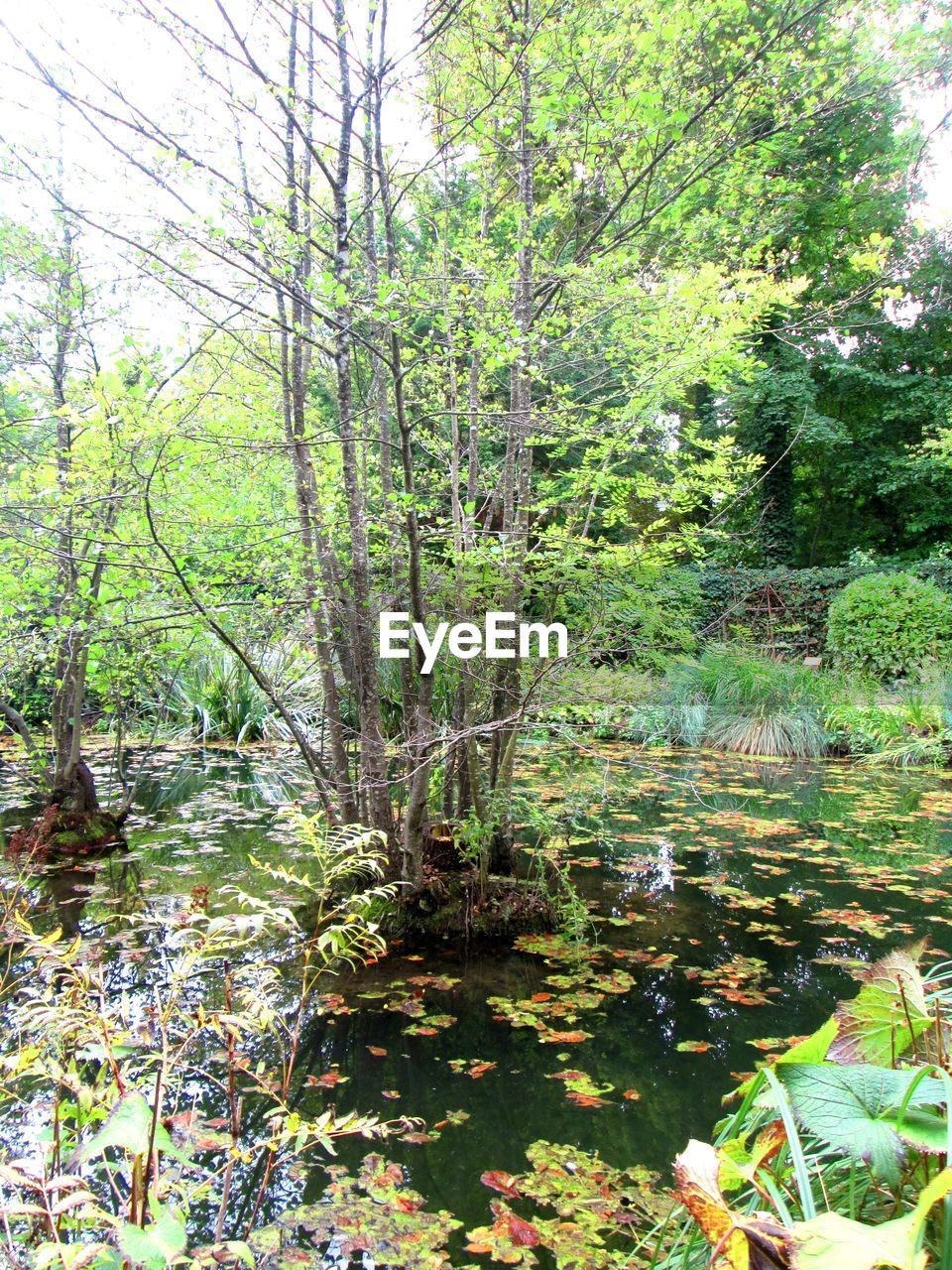 PLANTS GROWING IN LAKE
