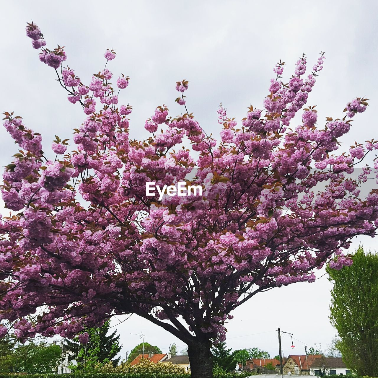 LOW ANGLE VIEW OF PINK FLOWERS