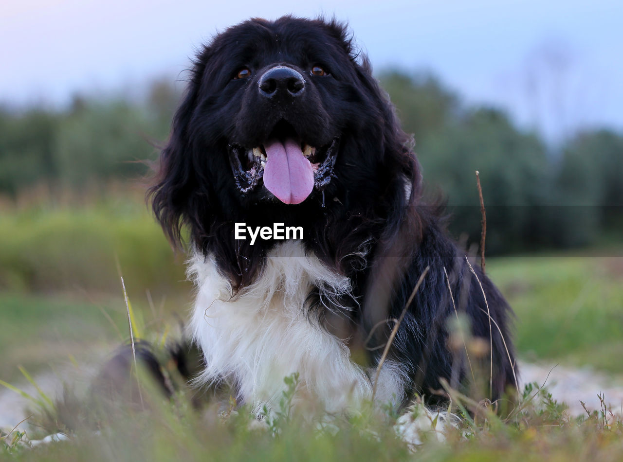 PORTRAIT OF A DOG IN THE FIELD