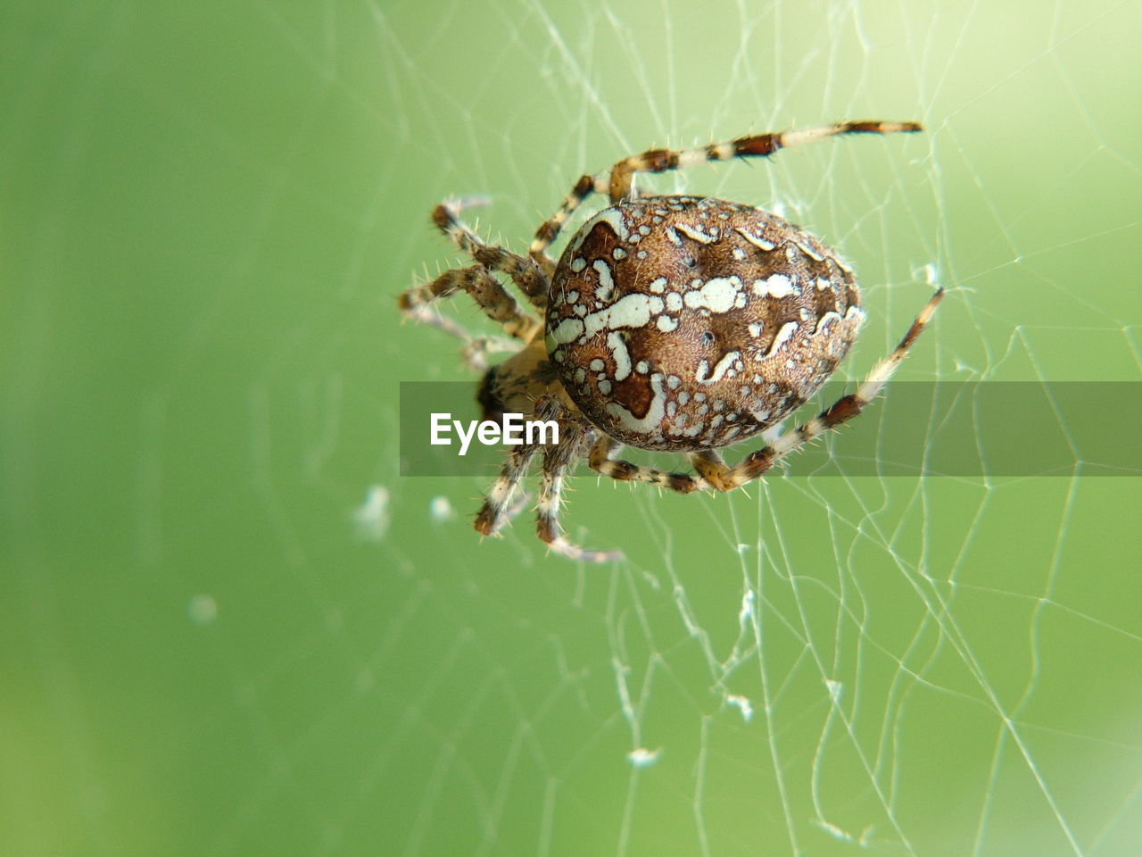 Close-up of spider on web