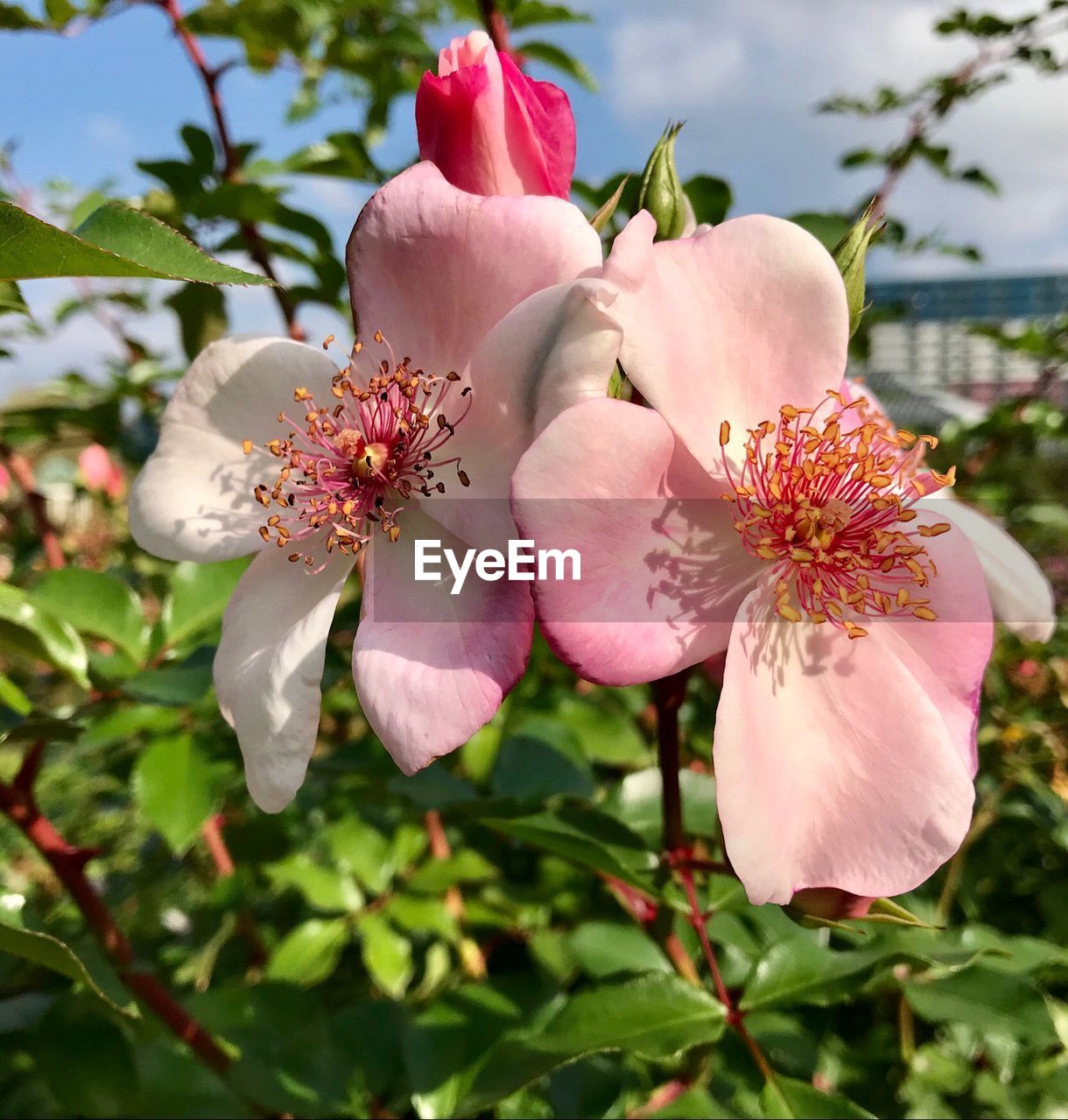 Close-up of pink flowering plant