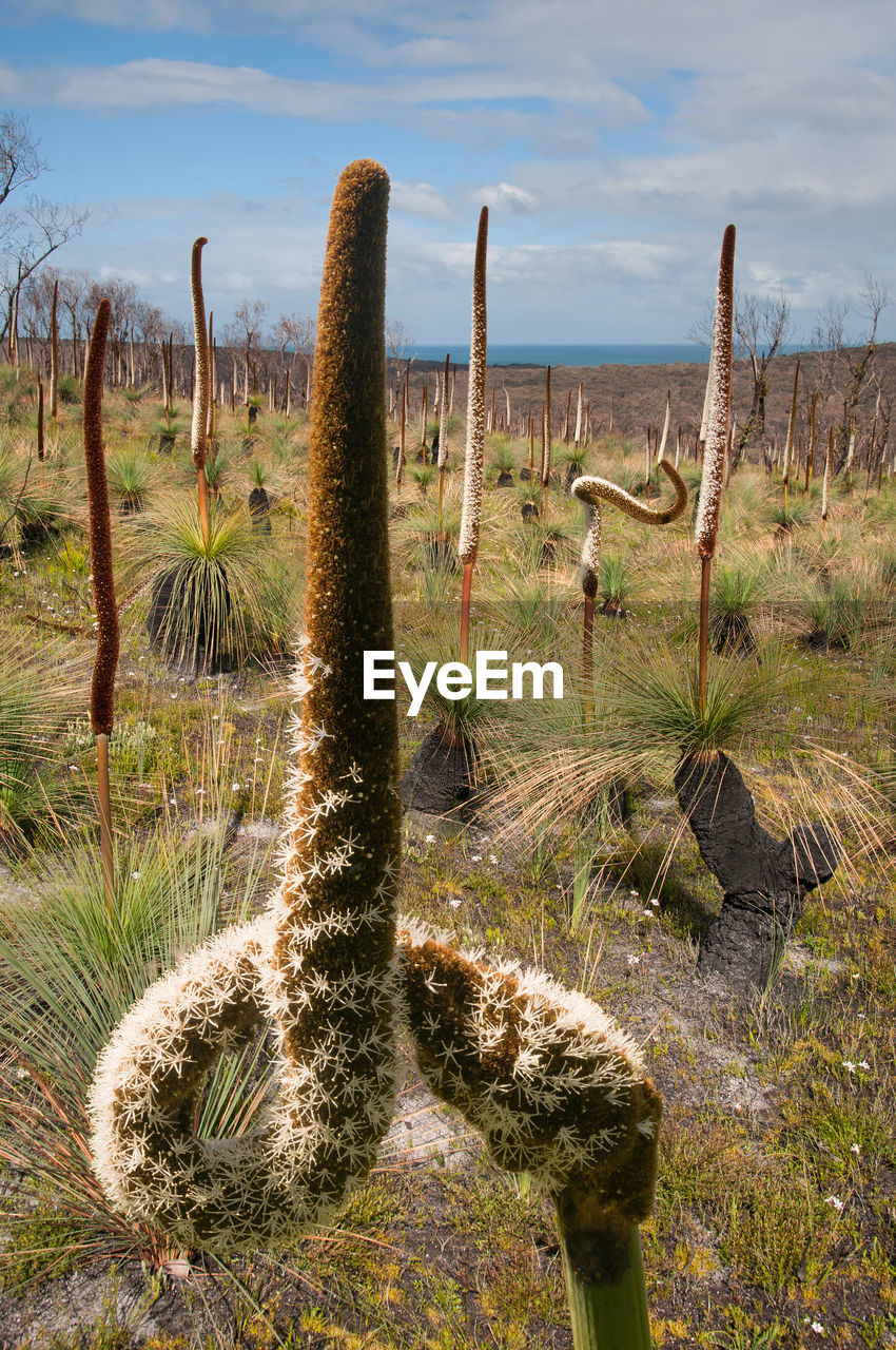 Cactus plants growing on field against sky