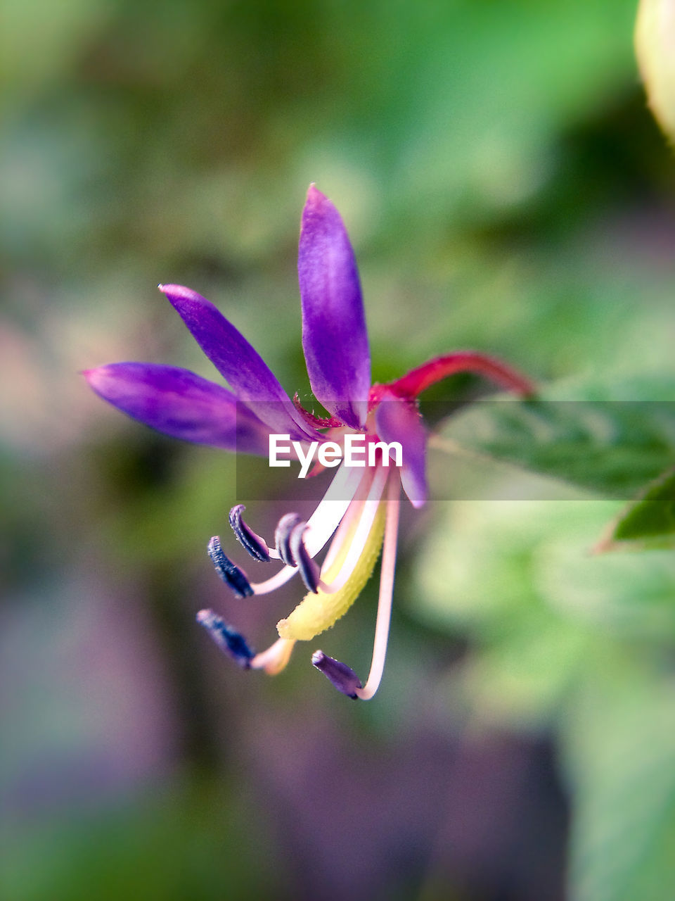 CLOSE-UP OF PURPLE FLOWERS BLOOMING