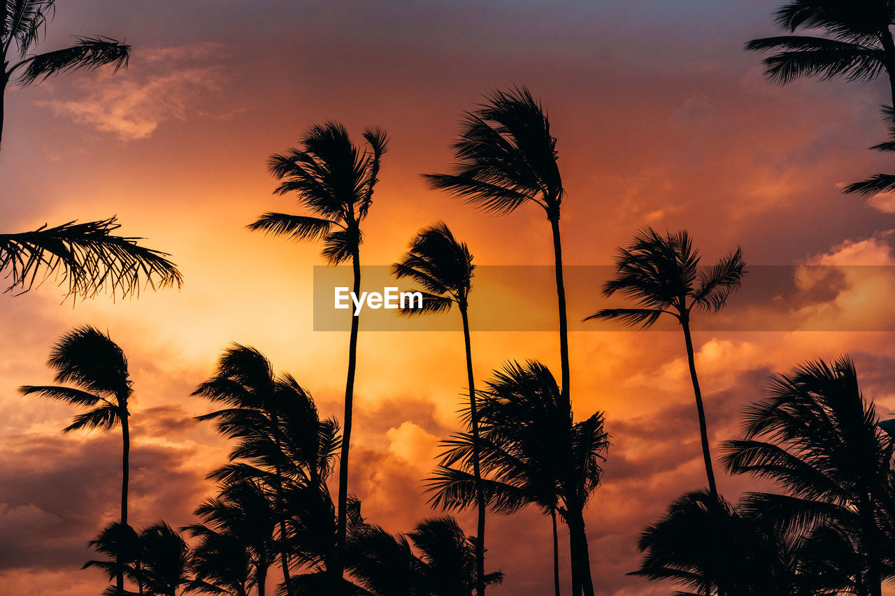 Silhouette of trees against dramatic sky