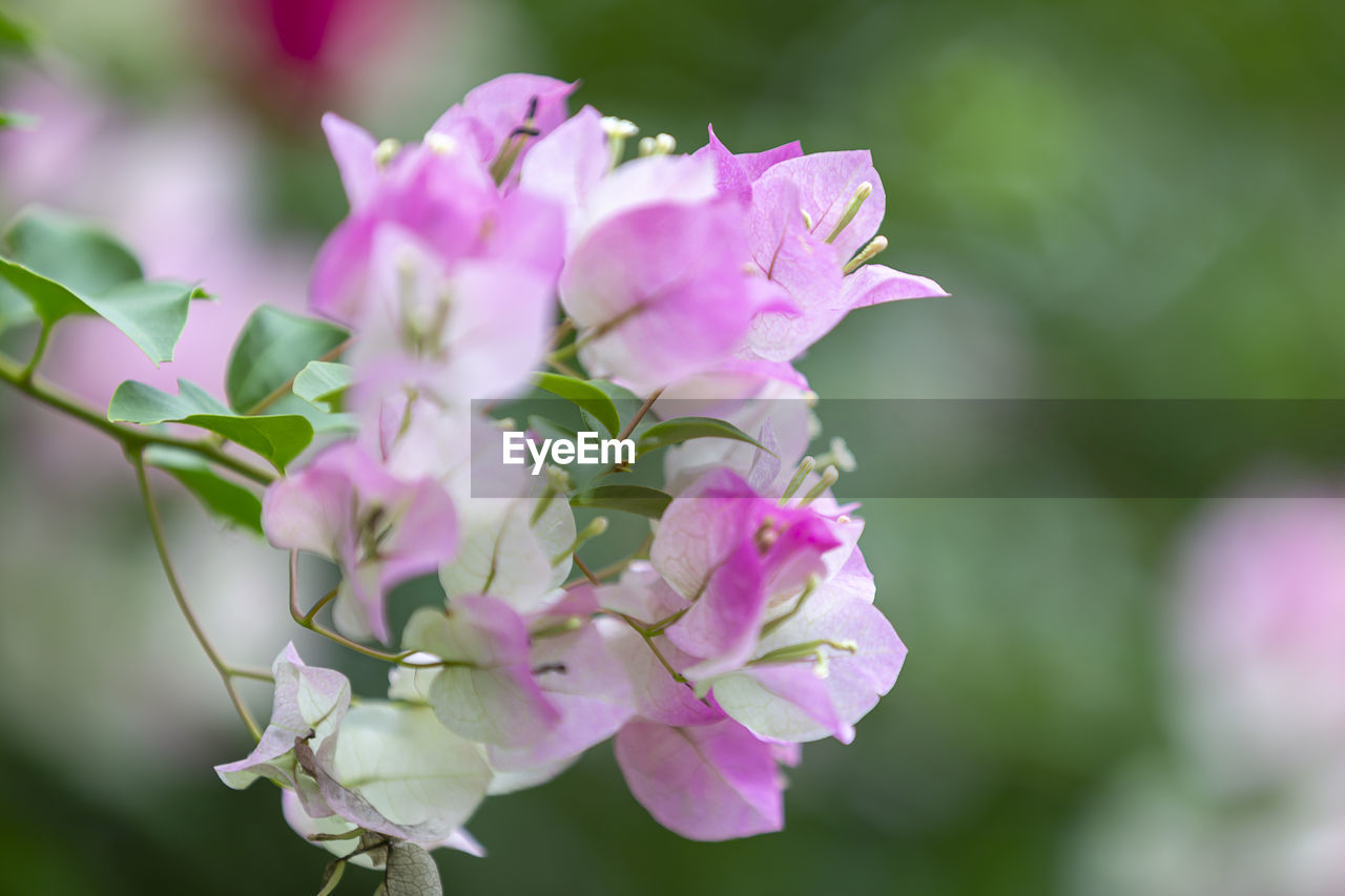 CLOSE-UP OF PINK ROSE FLOWER