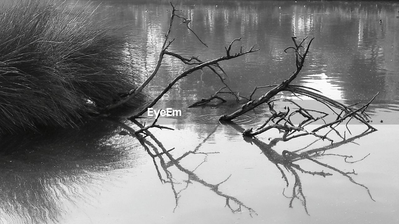 REFLECTION OF BARE TREE IN WATER