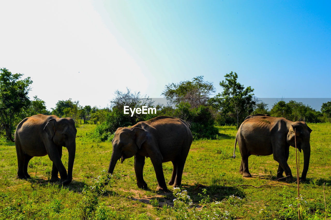 Group of elephants standing in a field