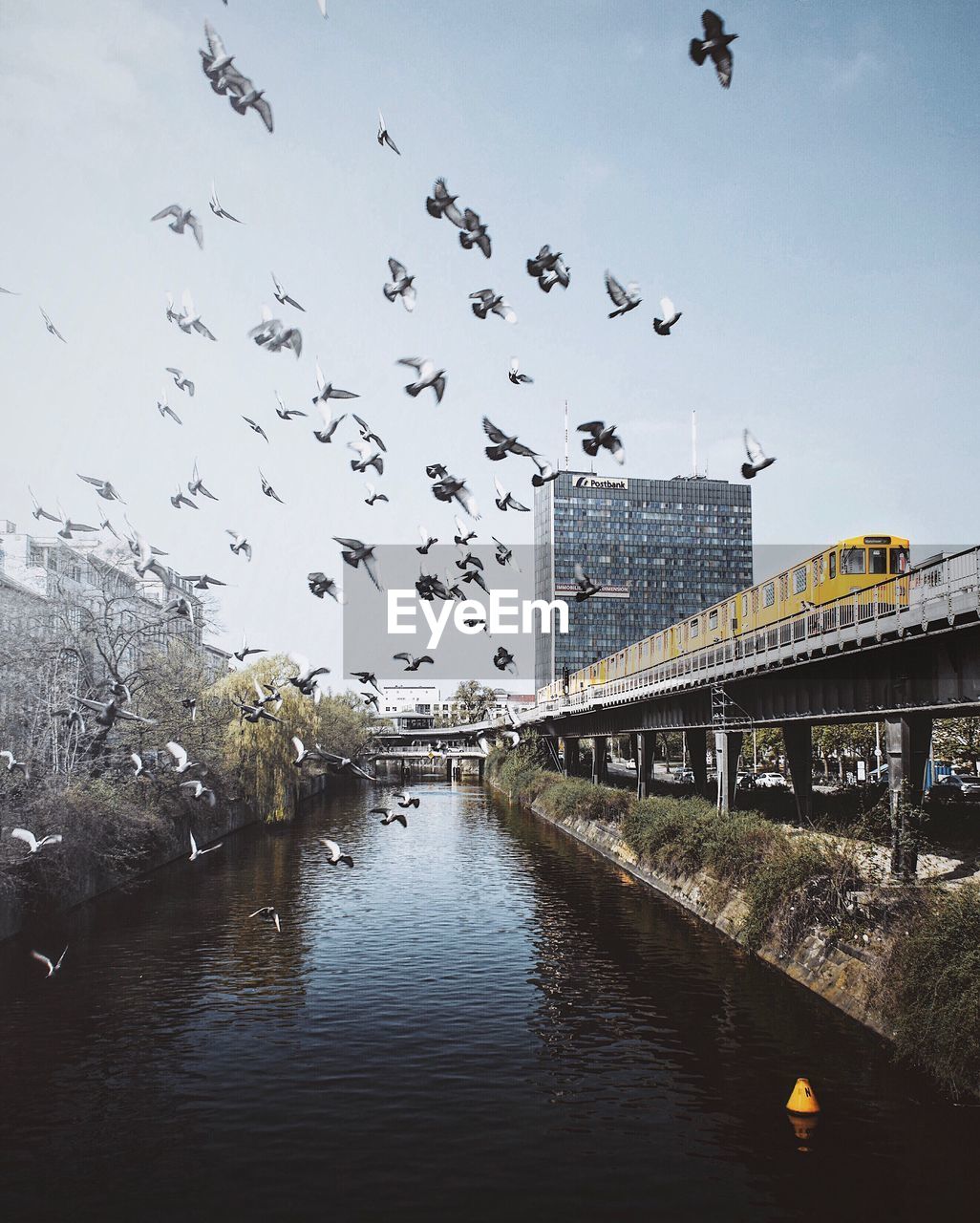 FLOCK OF BIRDS FLYING OVER RIVER IN CITY