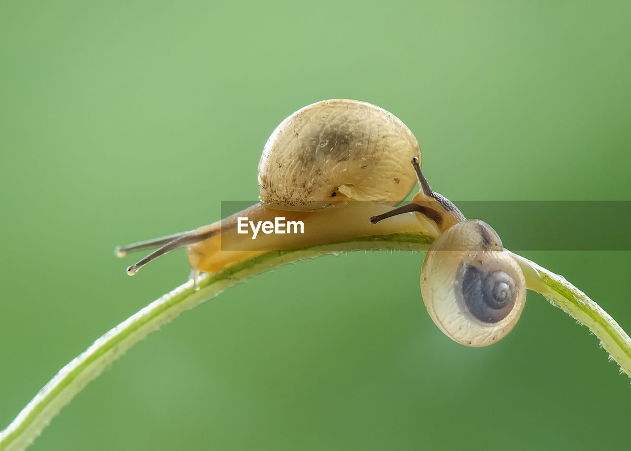 Extreme close-up of snails on plant