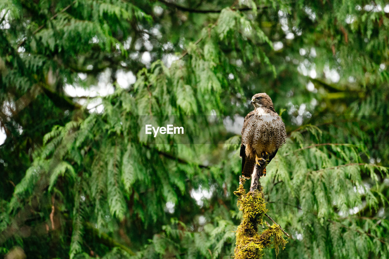 Straight on view of a red-tailed hawk sitting on a broken tree branch