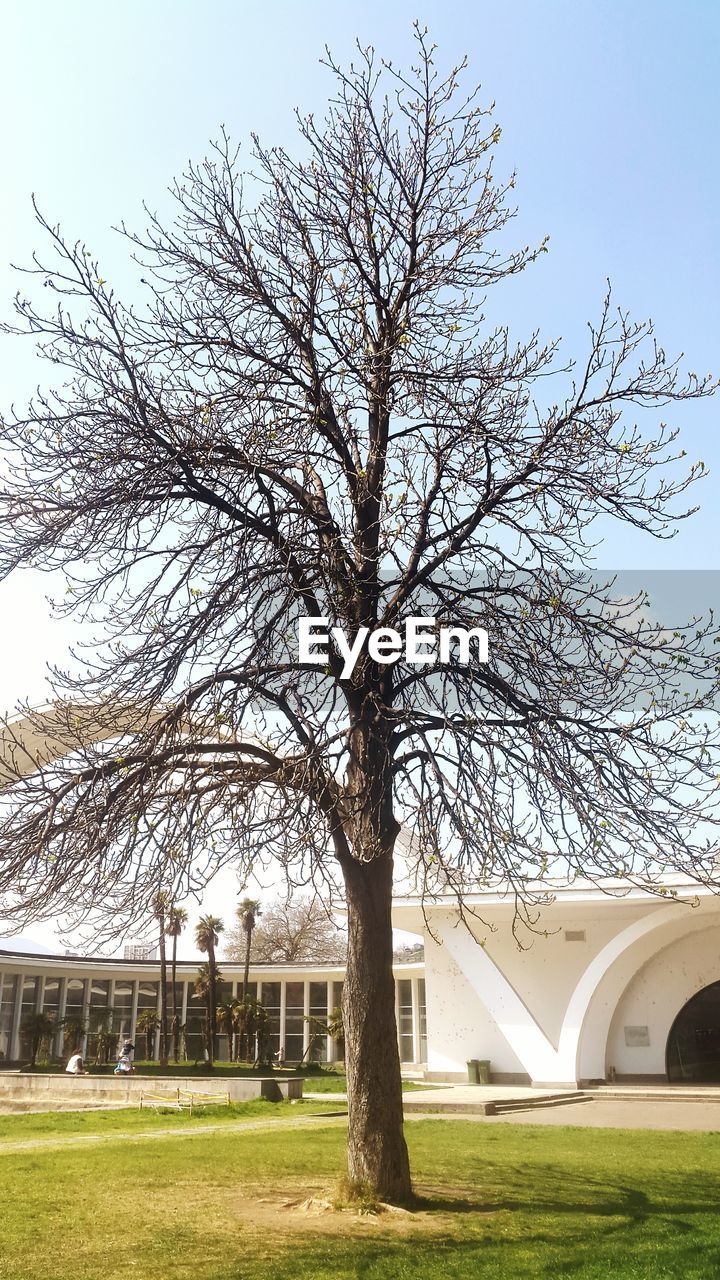 BARE TREE IN LAWN AGAINST BUILDINGS