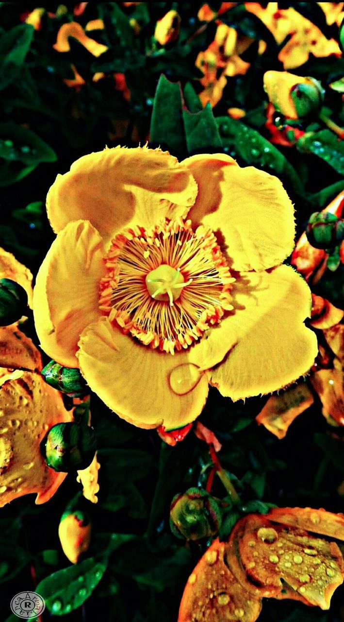 CLOSE-UP OF YELLOW FLOWERS BLOOMING OUTDOORS