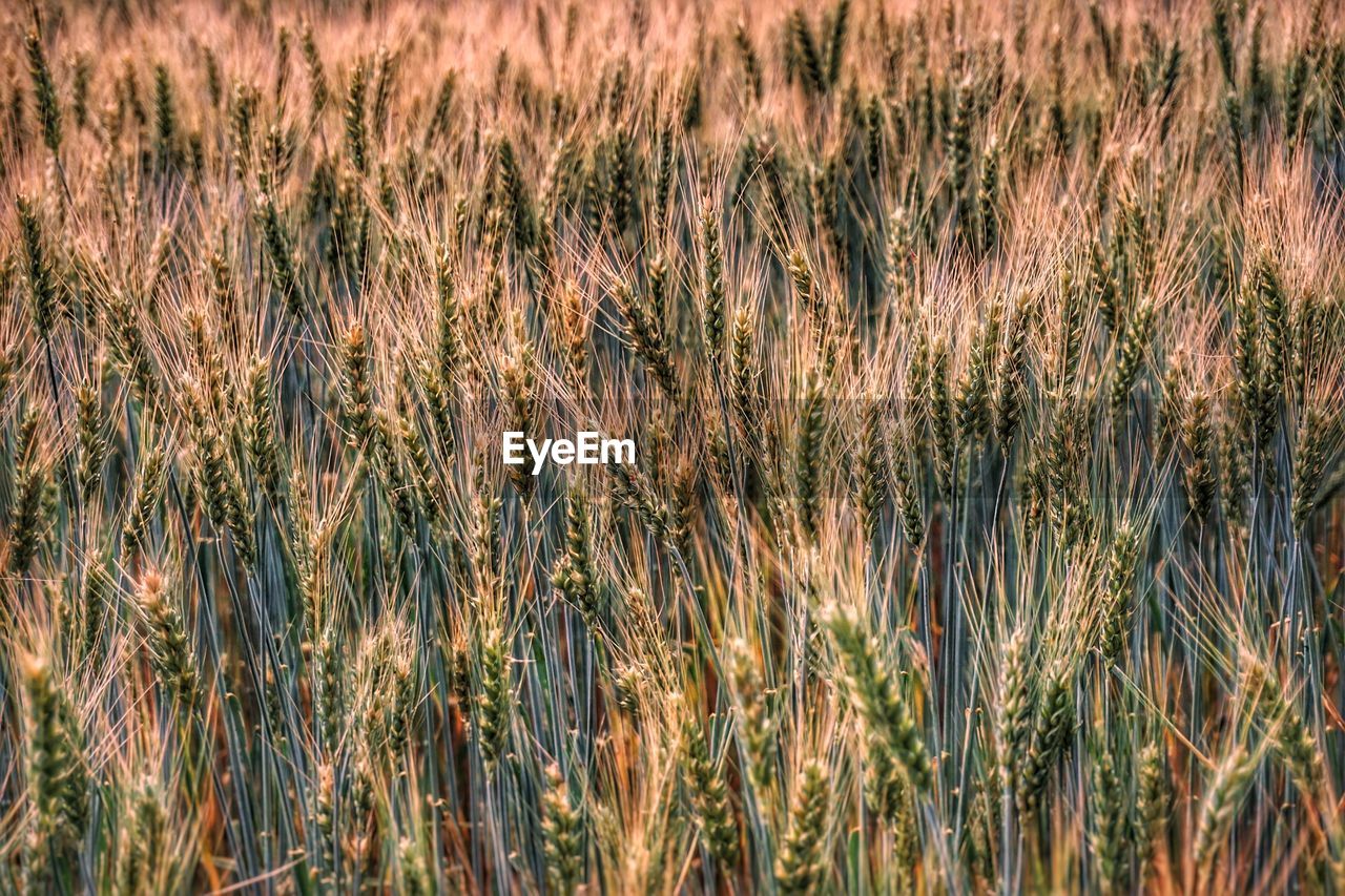 FULL FRAME SHOT OF STALKS IN FIELD AGAINST THE SKY