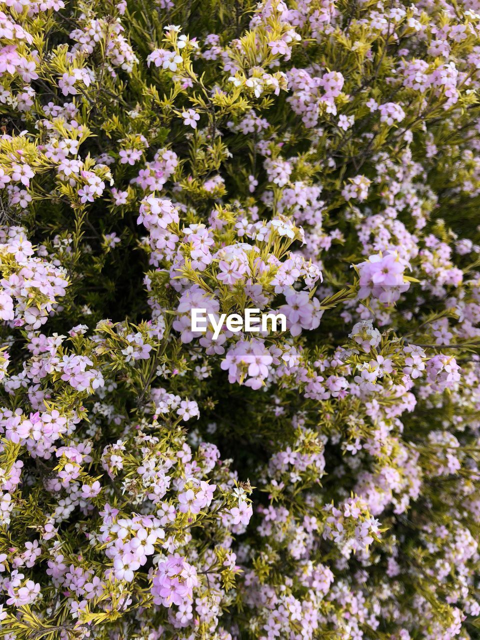 HIGH ANGLE VIEW OF WHITE FLOWERING PLANT