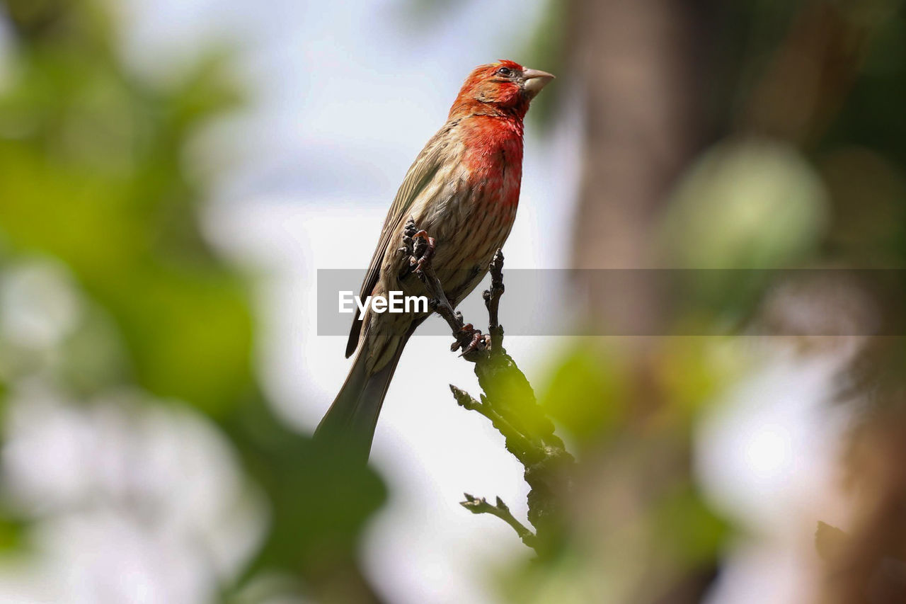 Close-up of a bird perching on branch